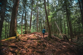 Person hiking in a forest
