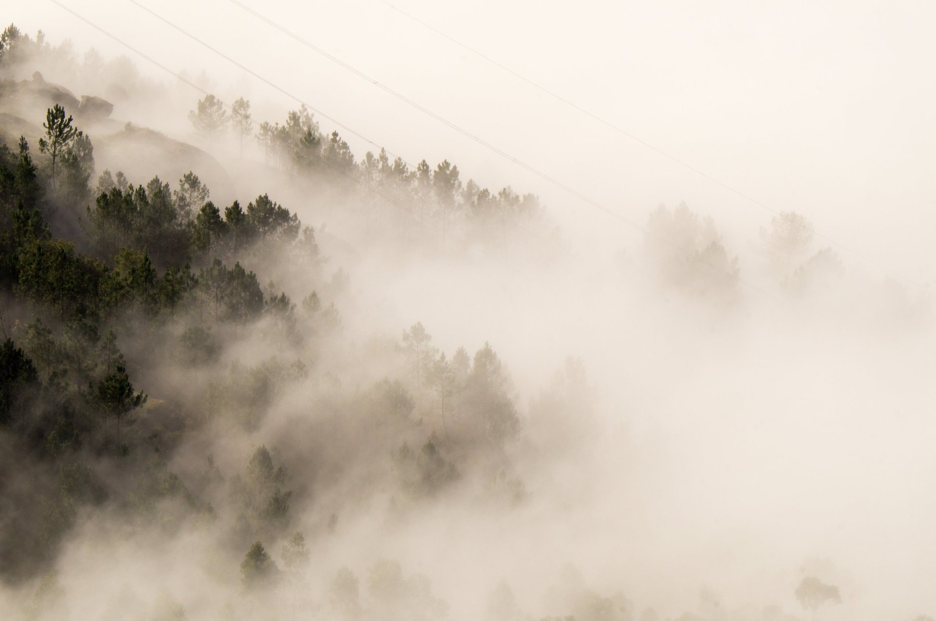 A dreamy ethereal landscape with golden fog enveloping a forest